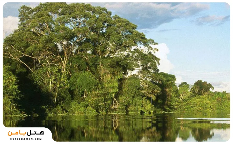 عکس از جنگلهای حرا قشم